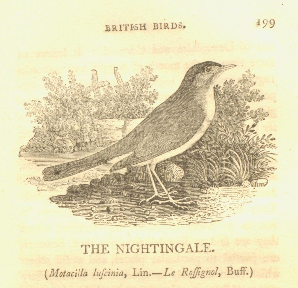 Nightingales in Abercromby Square – Manuscripts and More