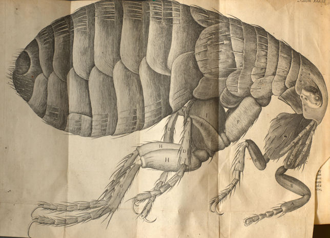 image of flea from Micrographia